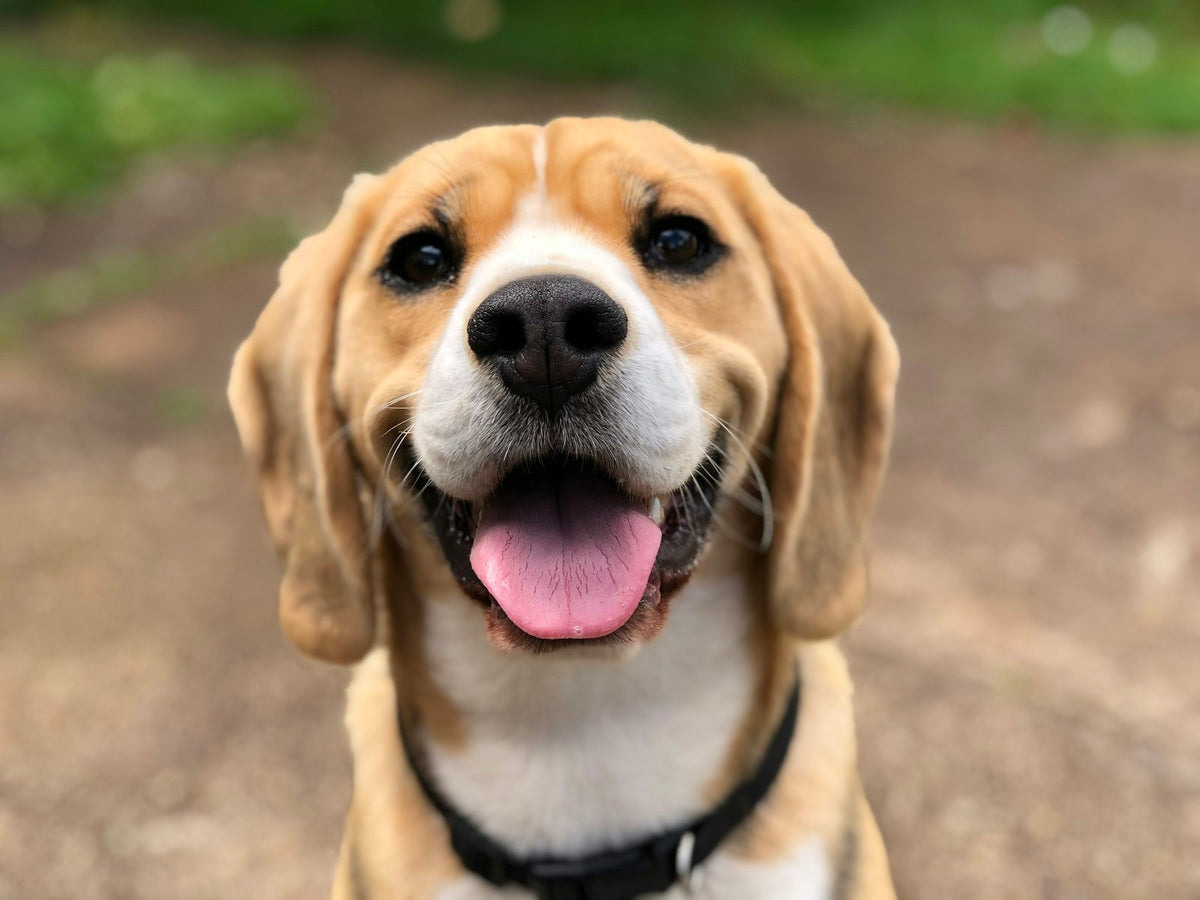 TrackTag GPS WiFi Pet Tracker Collar