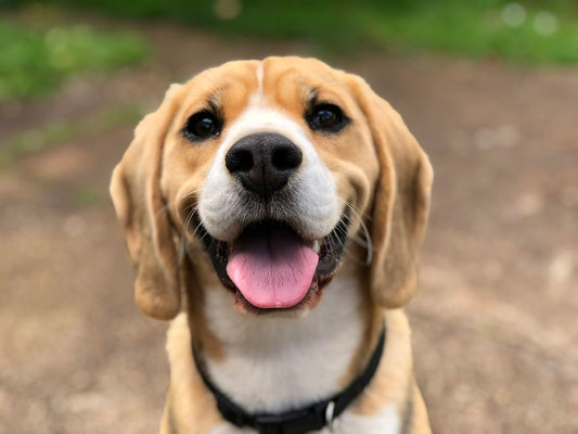 TrackTag GPS WiFi Pet Tracker Collar